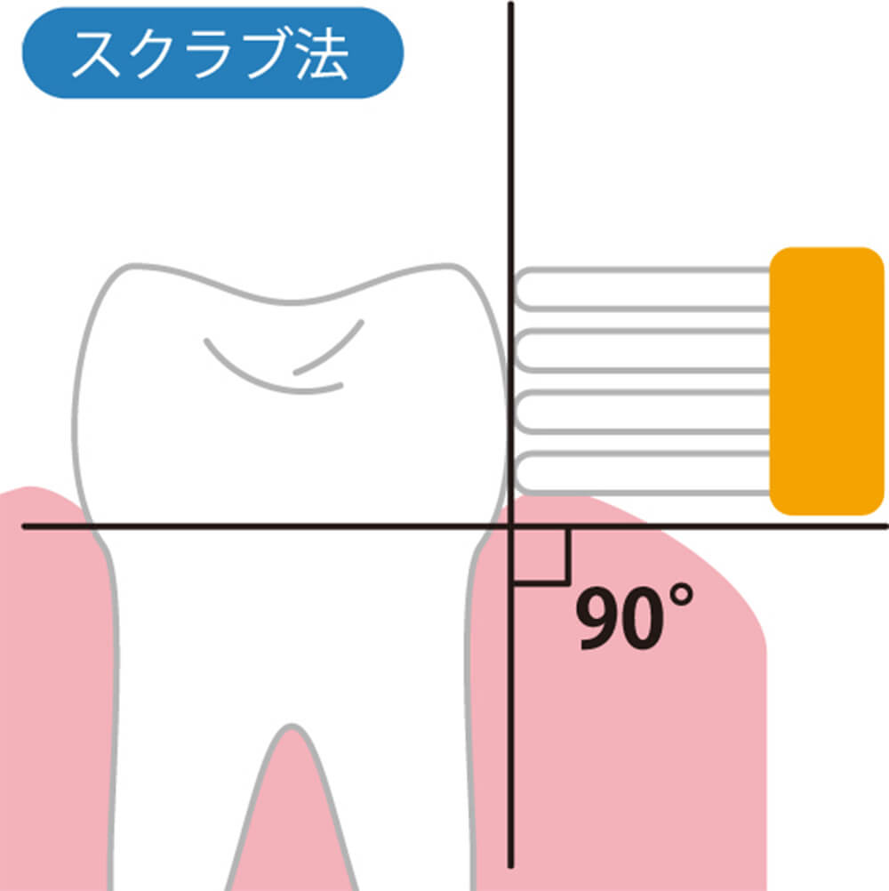 スクラブ法:歯に対して歯ブラシを直角(90°)に当てるイメージ