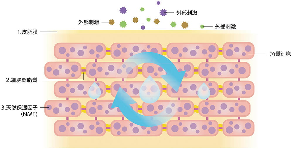 皮膚の構造を示したイラスト。バリア機能を担う「皮脂膜」、「細胞間脂質」、「天然保湿因子(NMF)」がそれぞれ役割を果たし、外部刺激から肌を守っている様子が描かれている。水分が循環し、外部からの刺激が皮膚に到達するのを防ぐ